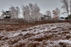 Naturgebiet Westruper Heide 