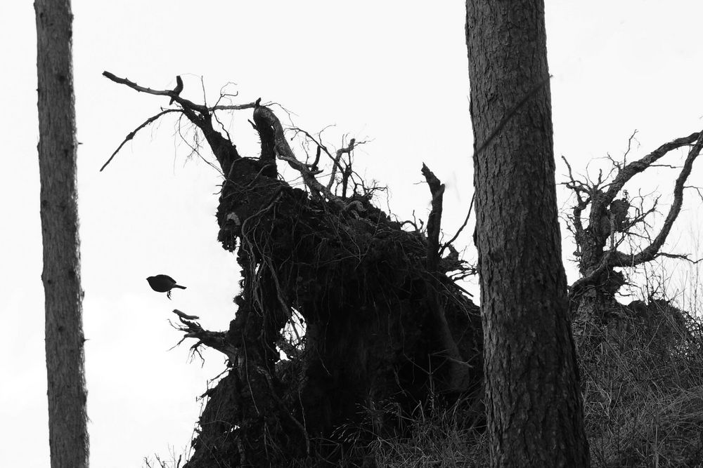 Naturgeister lieben Vögel 