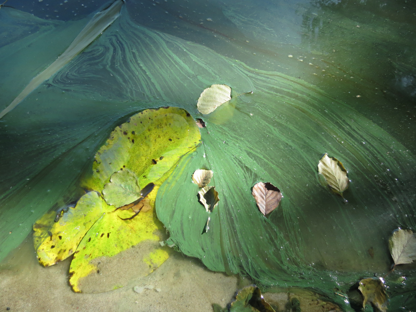 Naturgemälde am See