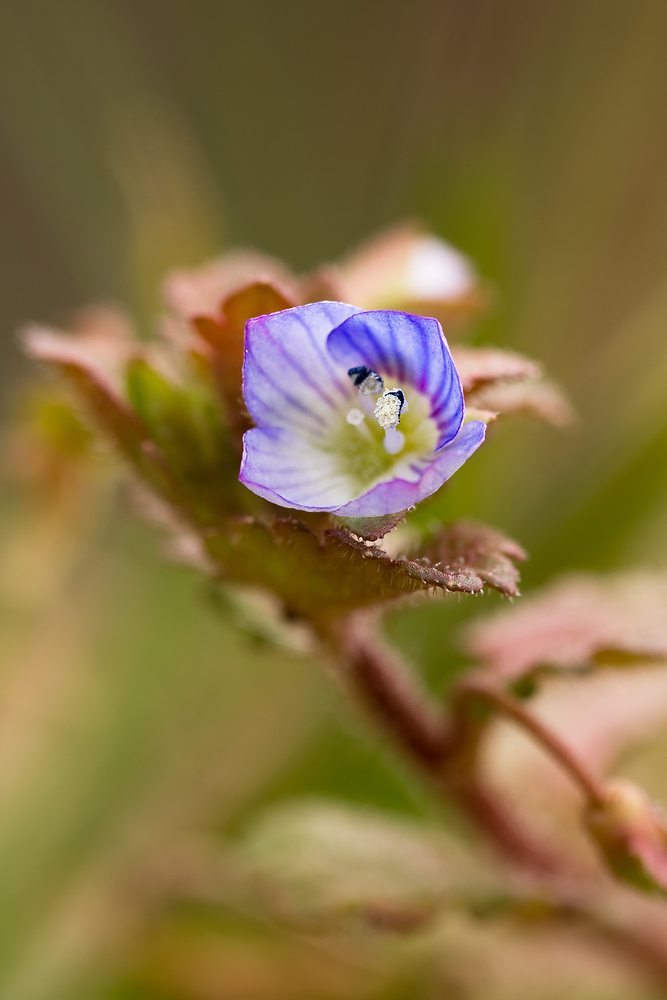 Naturgemälde II