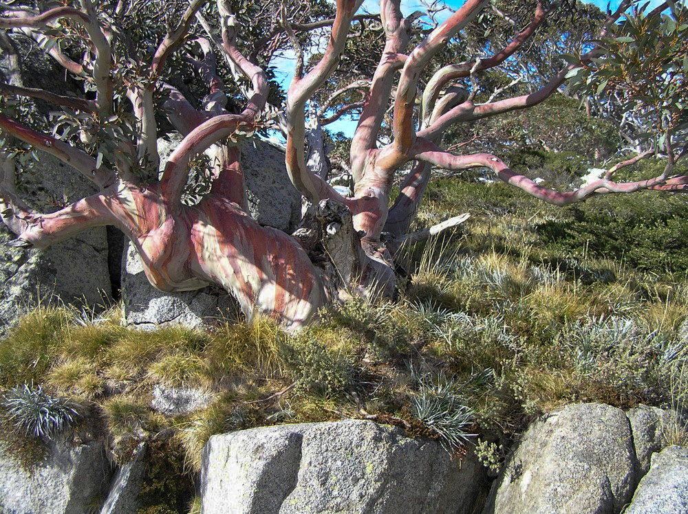 Naturgemalte Eukalyptusbaueme im Schneegebirge