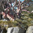 Naturgemalte Eukalyptusbaueme im Schneegebirge