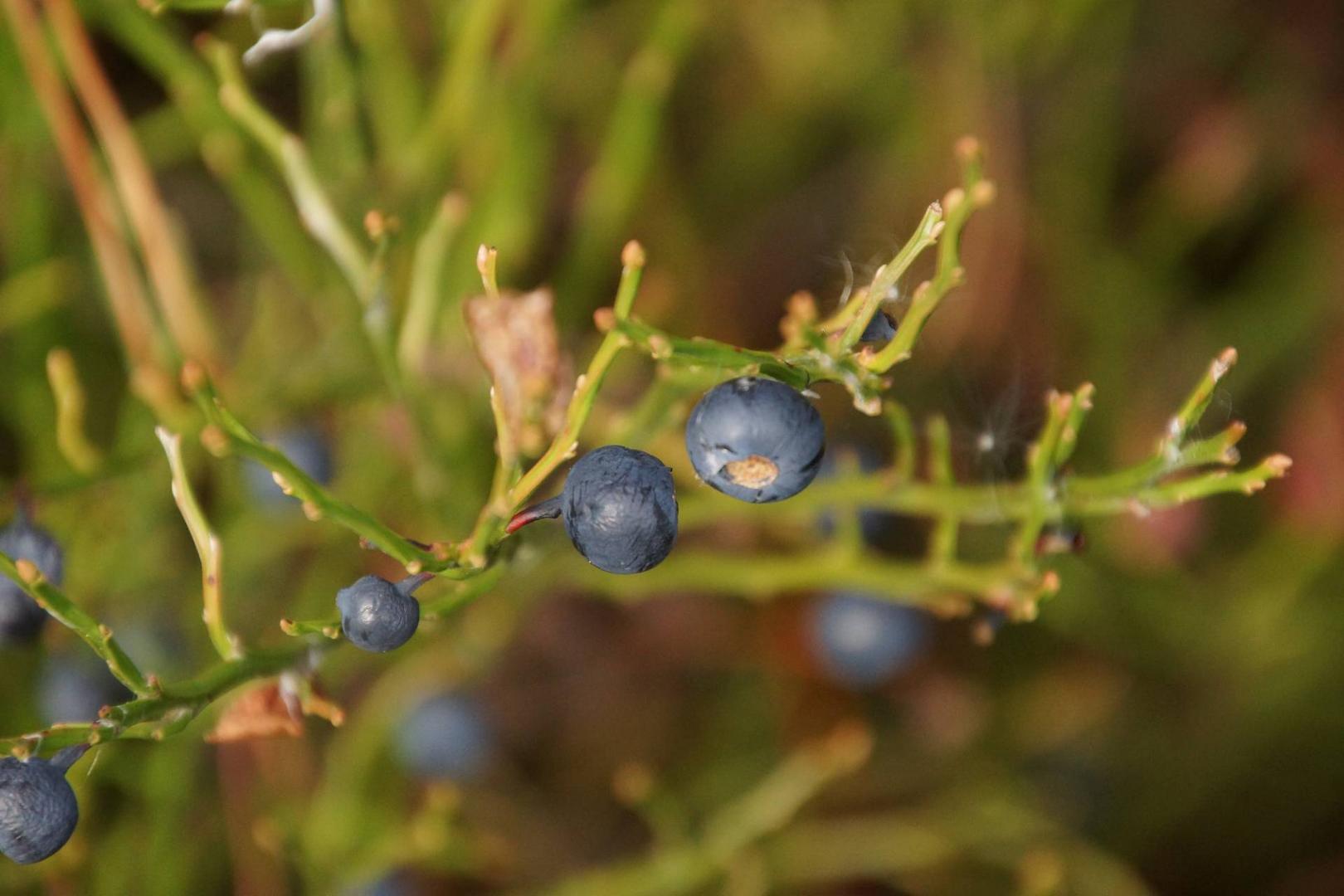 Naturgeschenke