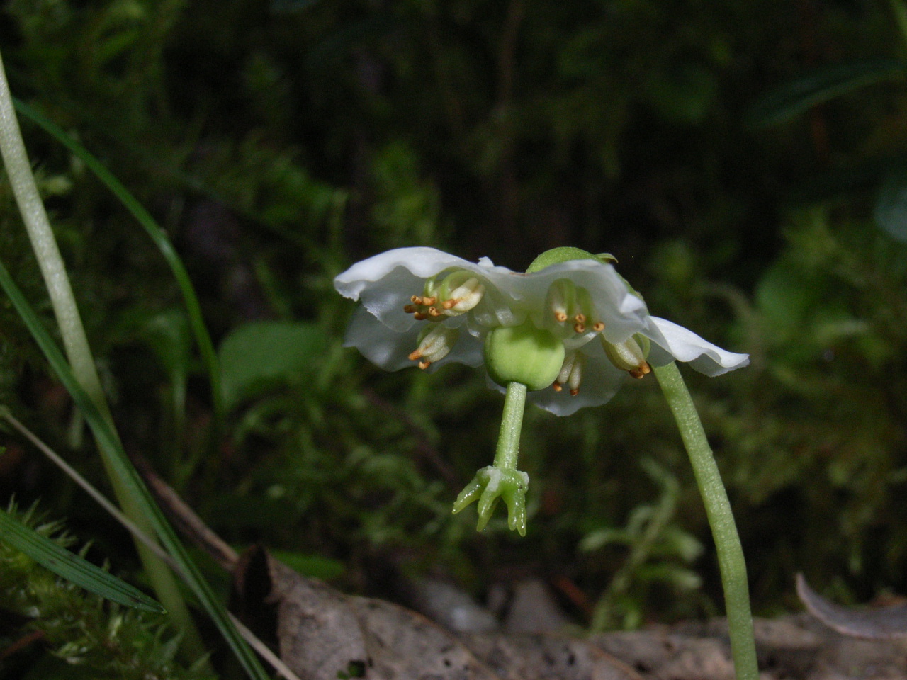 naturgeschütztes einblütiges Moosauge, moneses uniflora