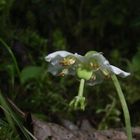 naturgeschütztes einblütiges Moosauge, moneses uniflora