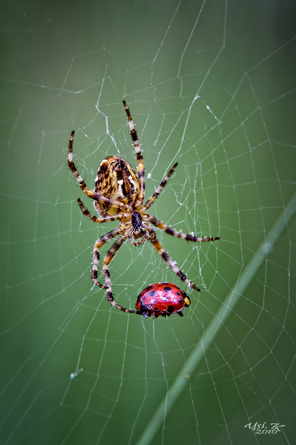 Naturgesetz