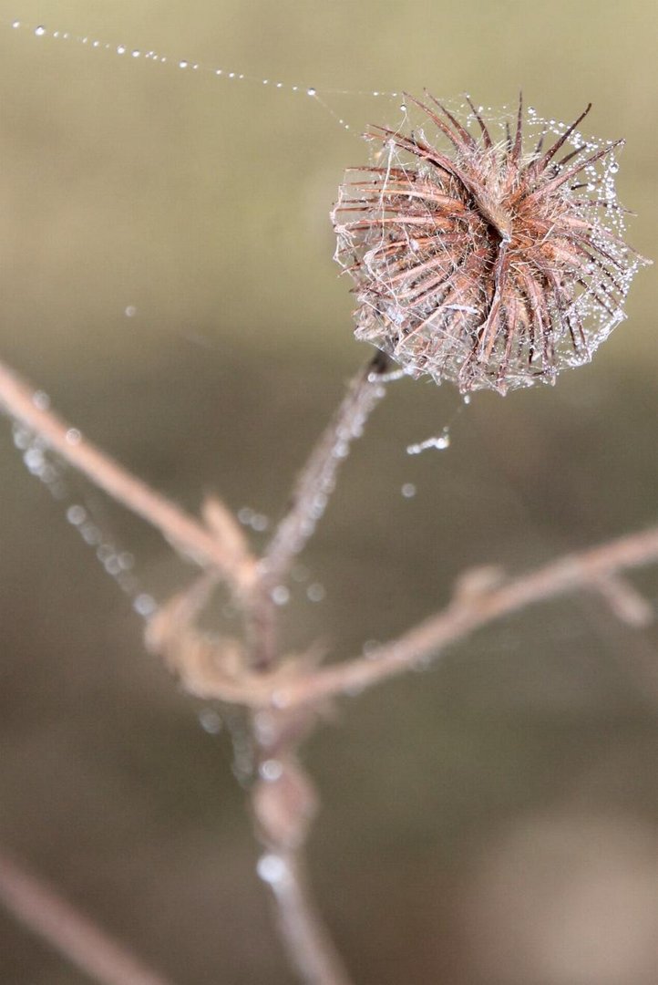 Naturgestaltungen