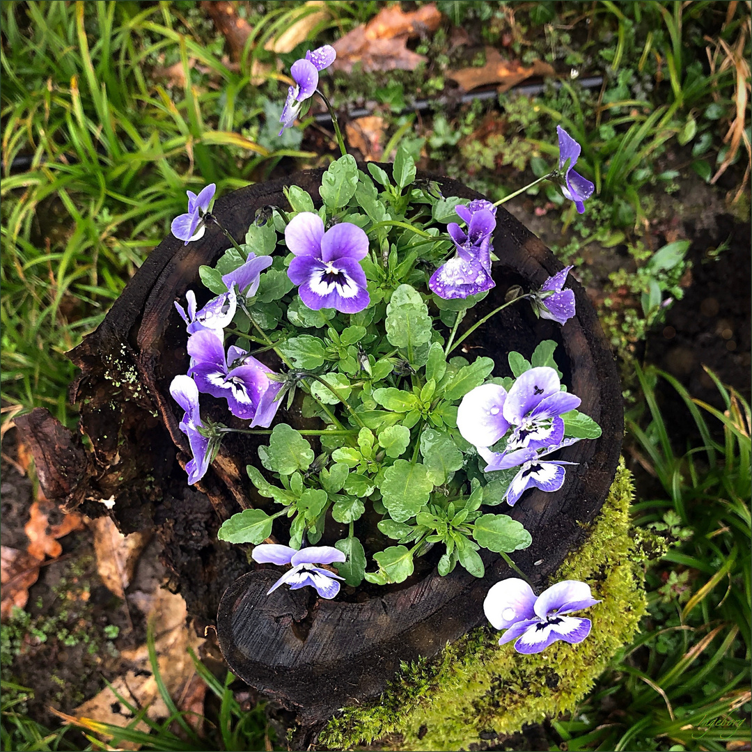 =  naturgetopfte Violas  =