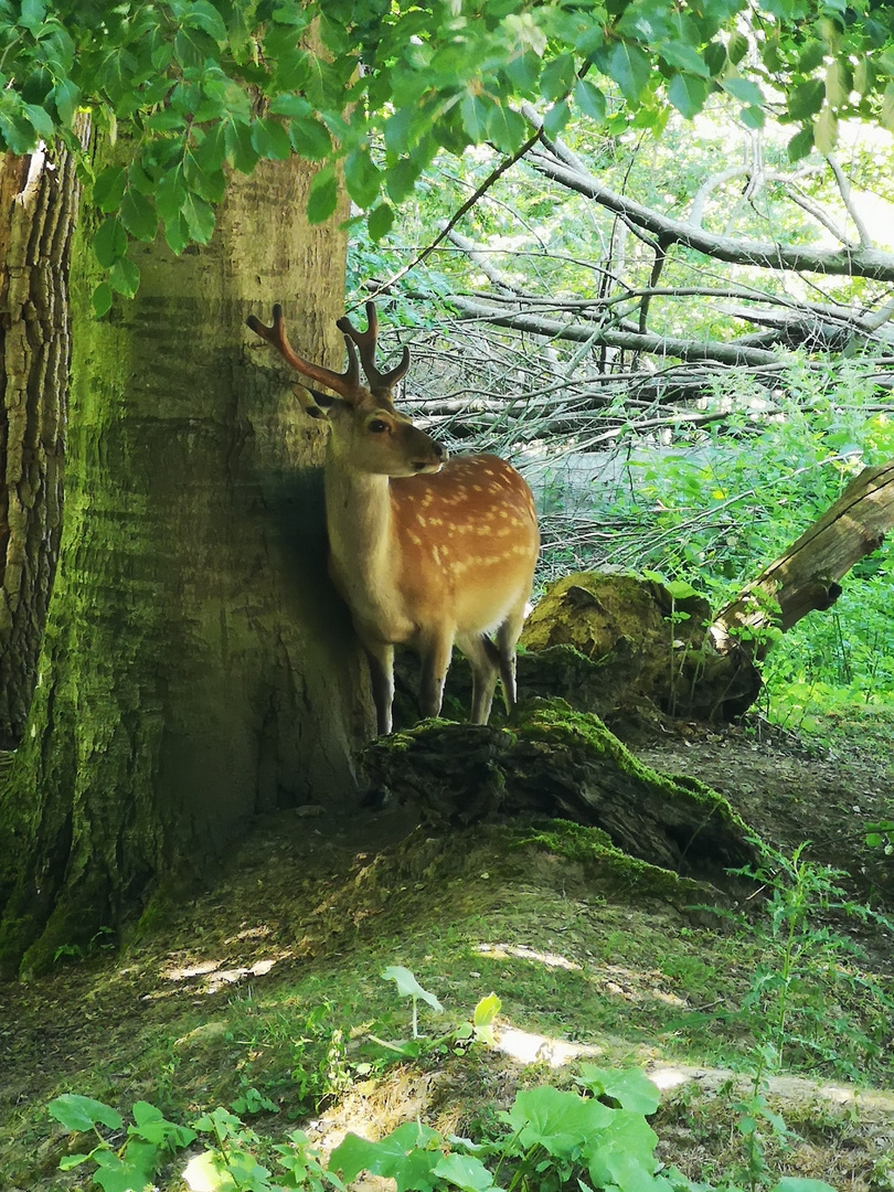 Naturgewalt