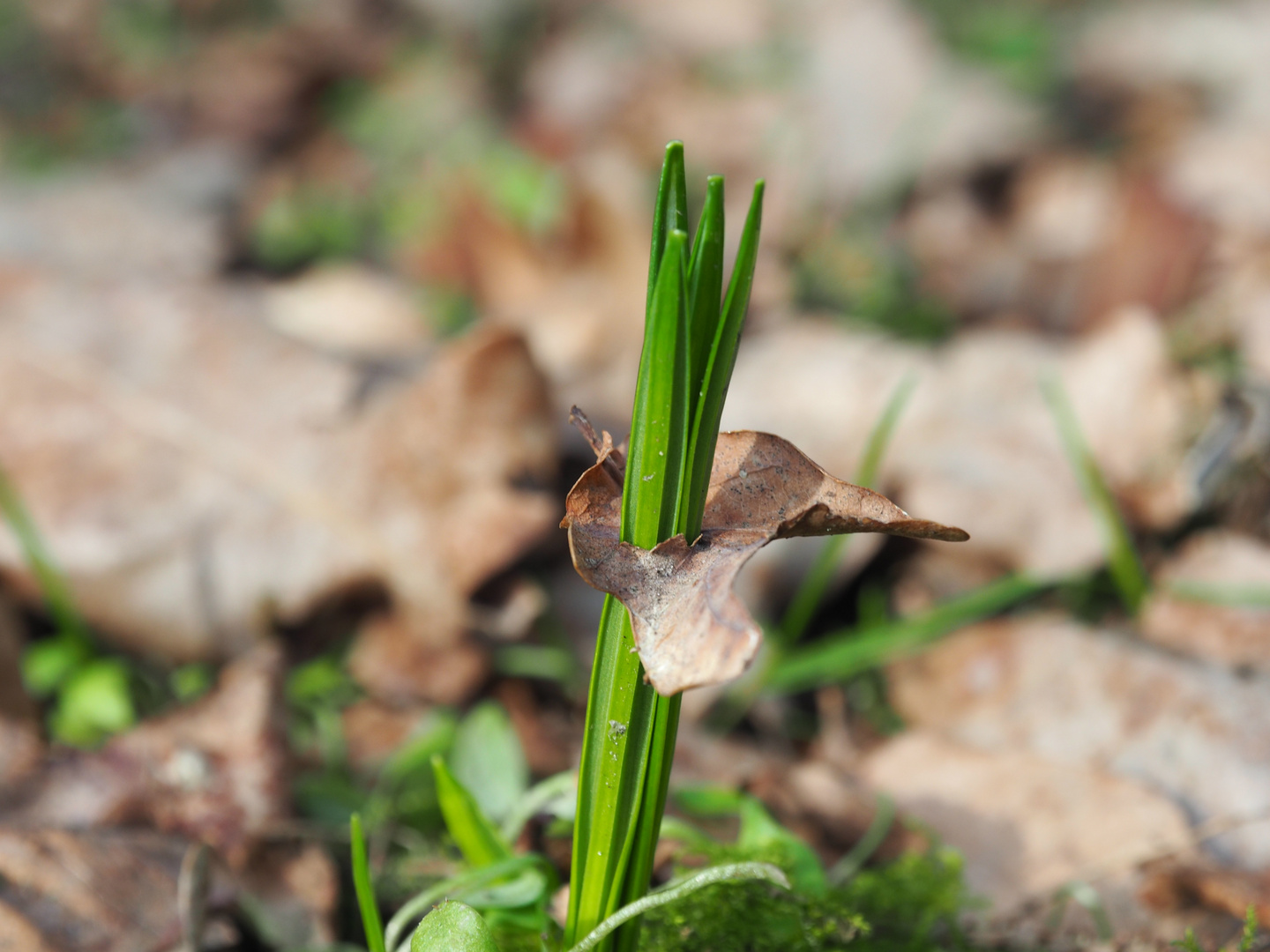 Naturgewaltig