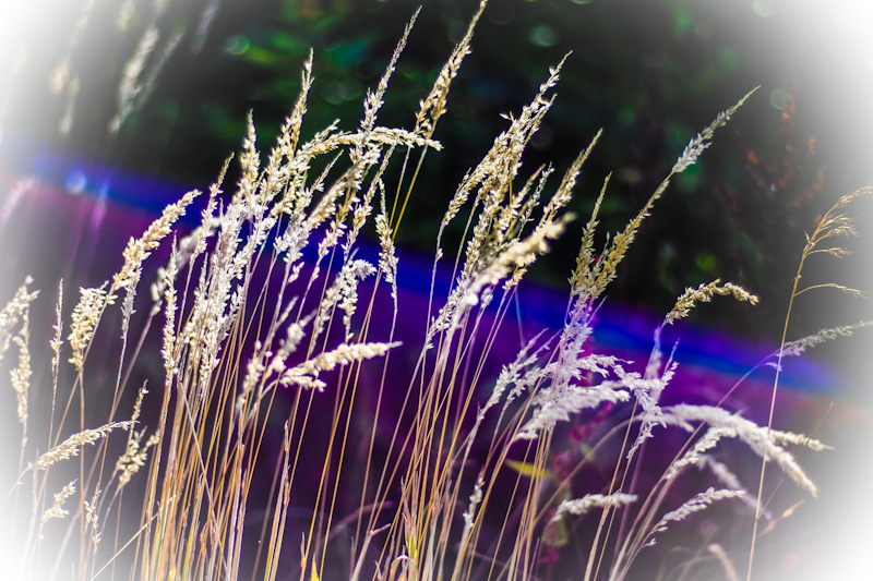 Naturgras im Sonnenlicht - Blue Line Magic