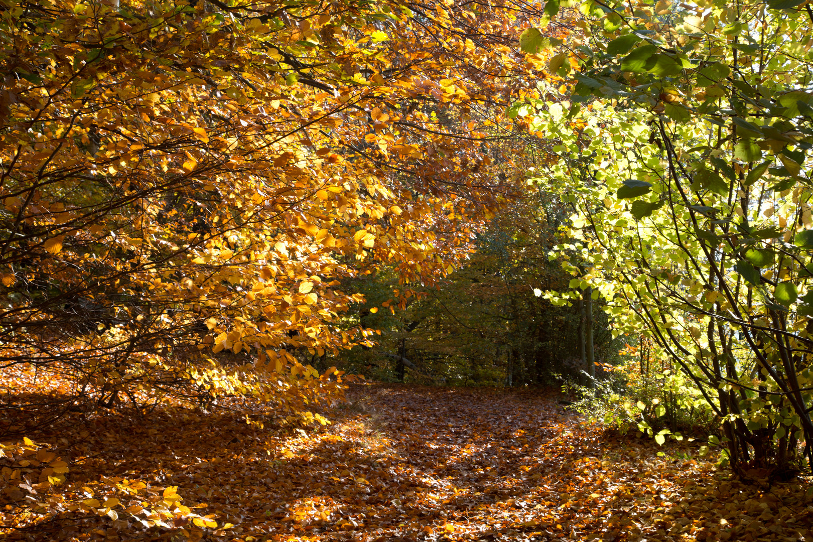 Naturgrenzweg (Lilienstein, Sachsen)