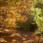 Naturgrenzweg (Lilienstein, Sachsen)