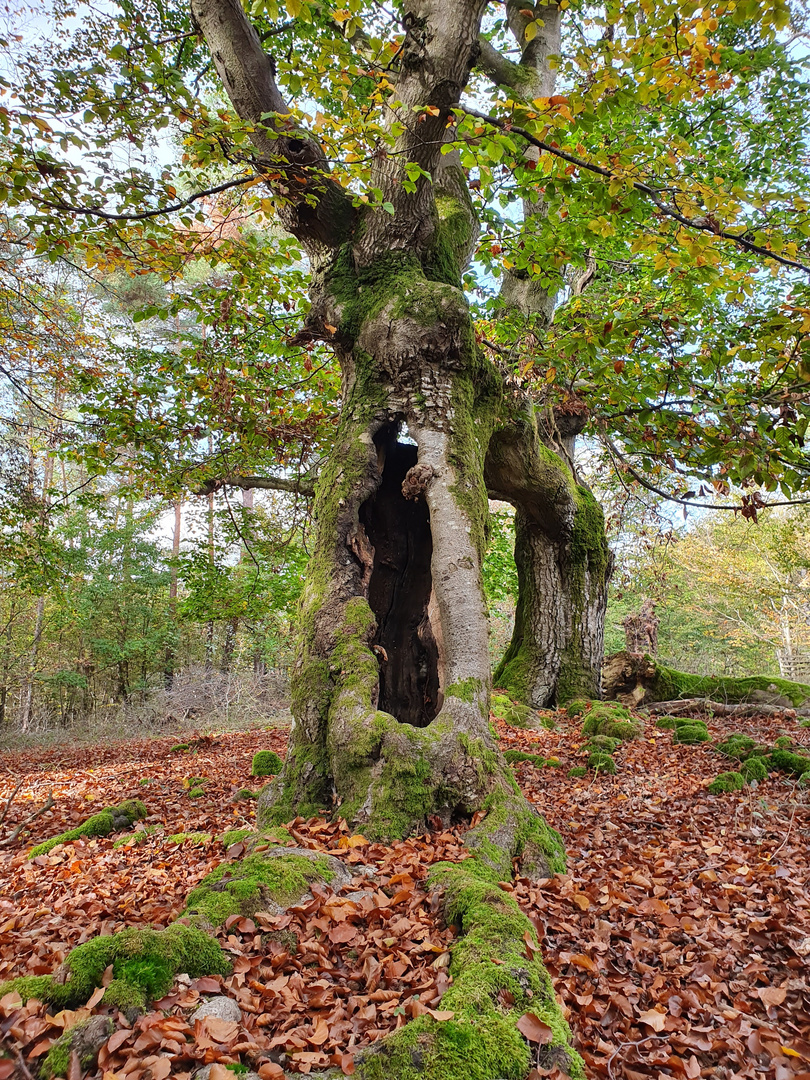 Naturhäuser der Waldgeister