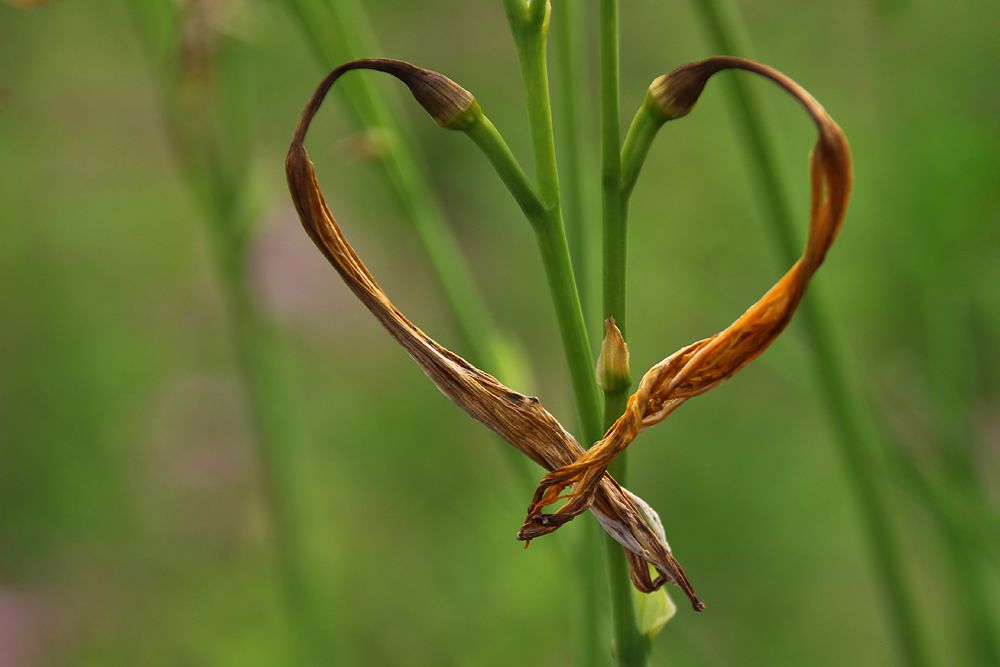 Naturherz