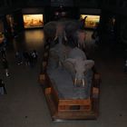 Naturhistorisches Museum New York ....