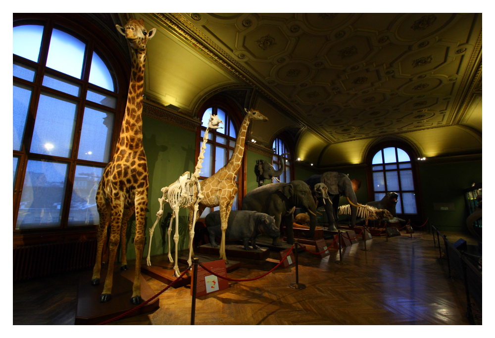 Naturhistorisches Museum Wien (4)