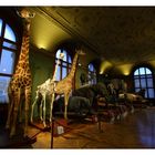 Naturhistorisches Museum Wien (4)