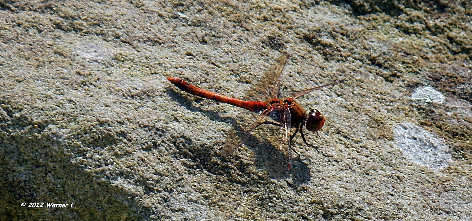 Naturhubschrauber