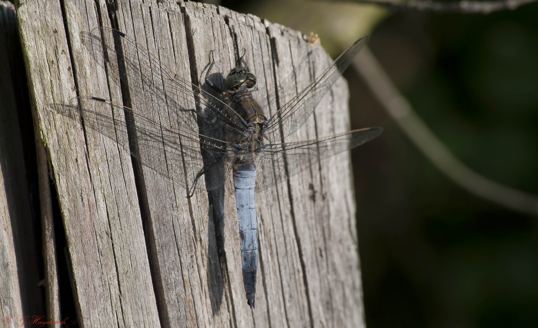 Naturhubschrauber