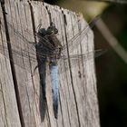 Naturhubschrauber