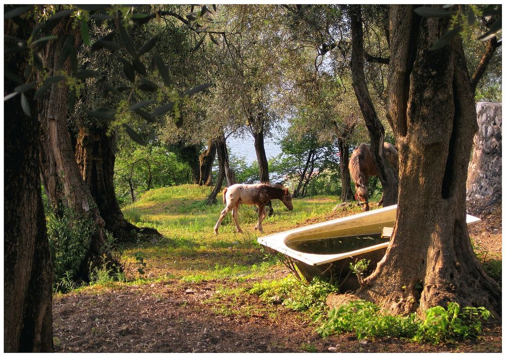 Naturidyll am Gardasee