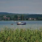 Naturidyll am Gnadensee - Blick von der Halbinsel Mettnau bei Radolfzell