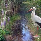 Naturidyll am Wasserloch (Schmidtenhöhe Koblenz)