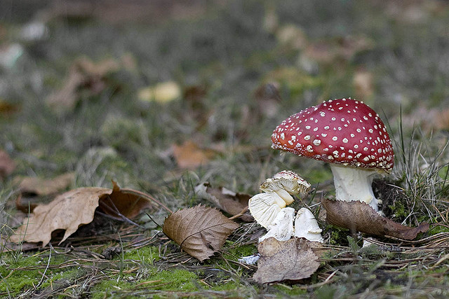 Naturidylle im Herbst