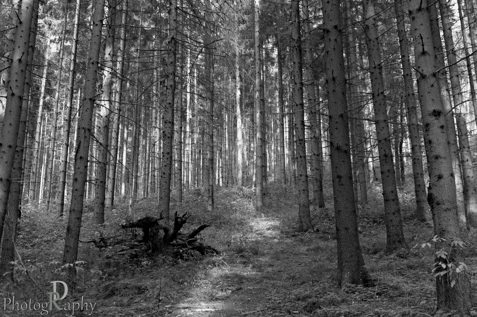 Naturidylle im Thüringer Wald