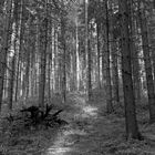 Naturidylle im Thüringer Wald