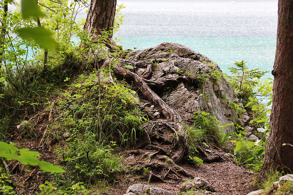 Naturimpression am Eibsee