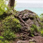 Naturimpression am Eibsee