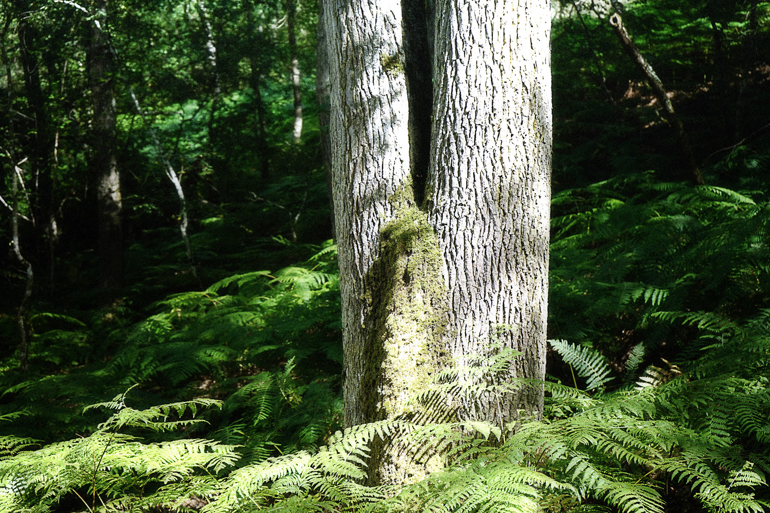 Naturisme.