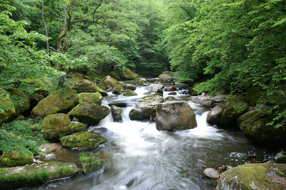 Naturjuwel Feldaist Frühling 1