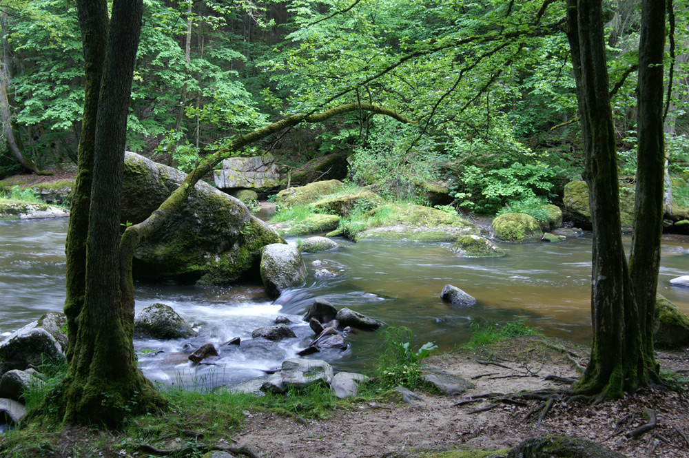 Naturjuwel Feldaist Frühling 2