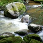 Naturjuwel Feldaist Frühling 4