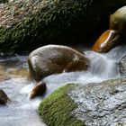 Naturjuwel Feldaist Frühling7