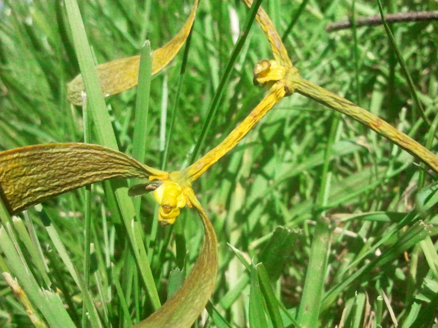 Naturkreatur