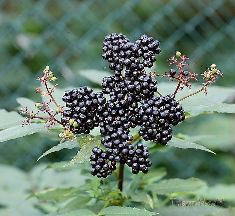 naturkreuzbearbeitet