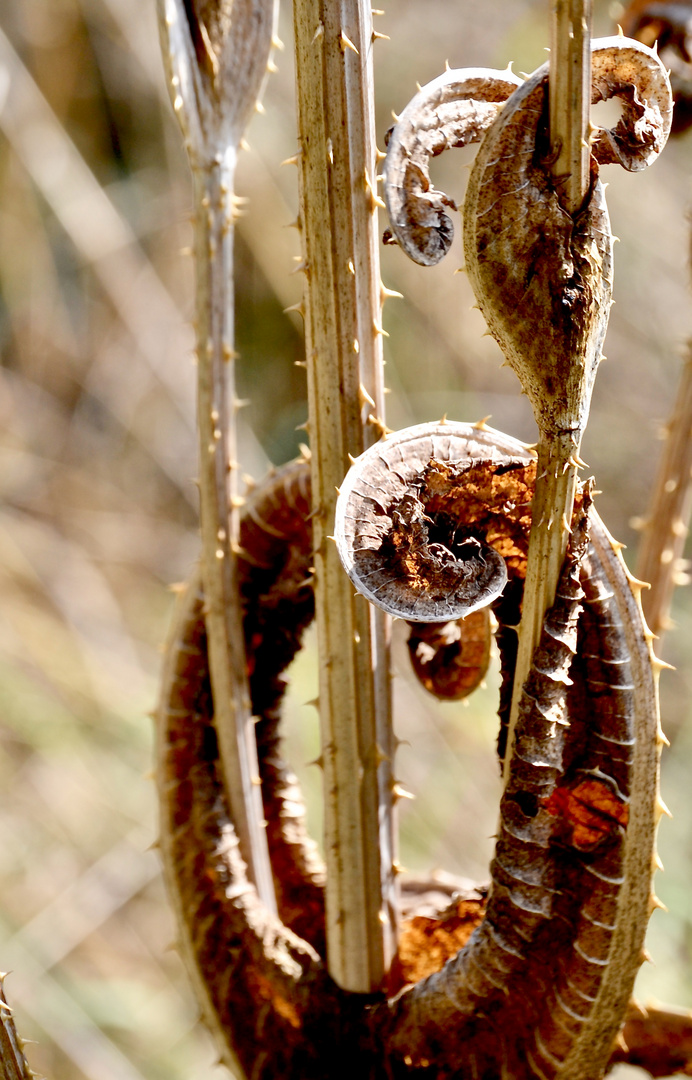 Naturkunst