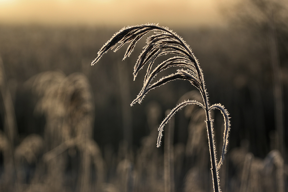 "Naturkunst"