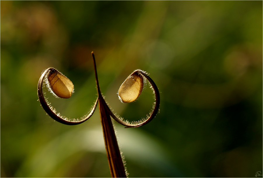 ...Naturkunst...