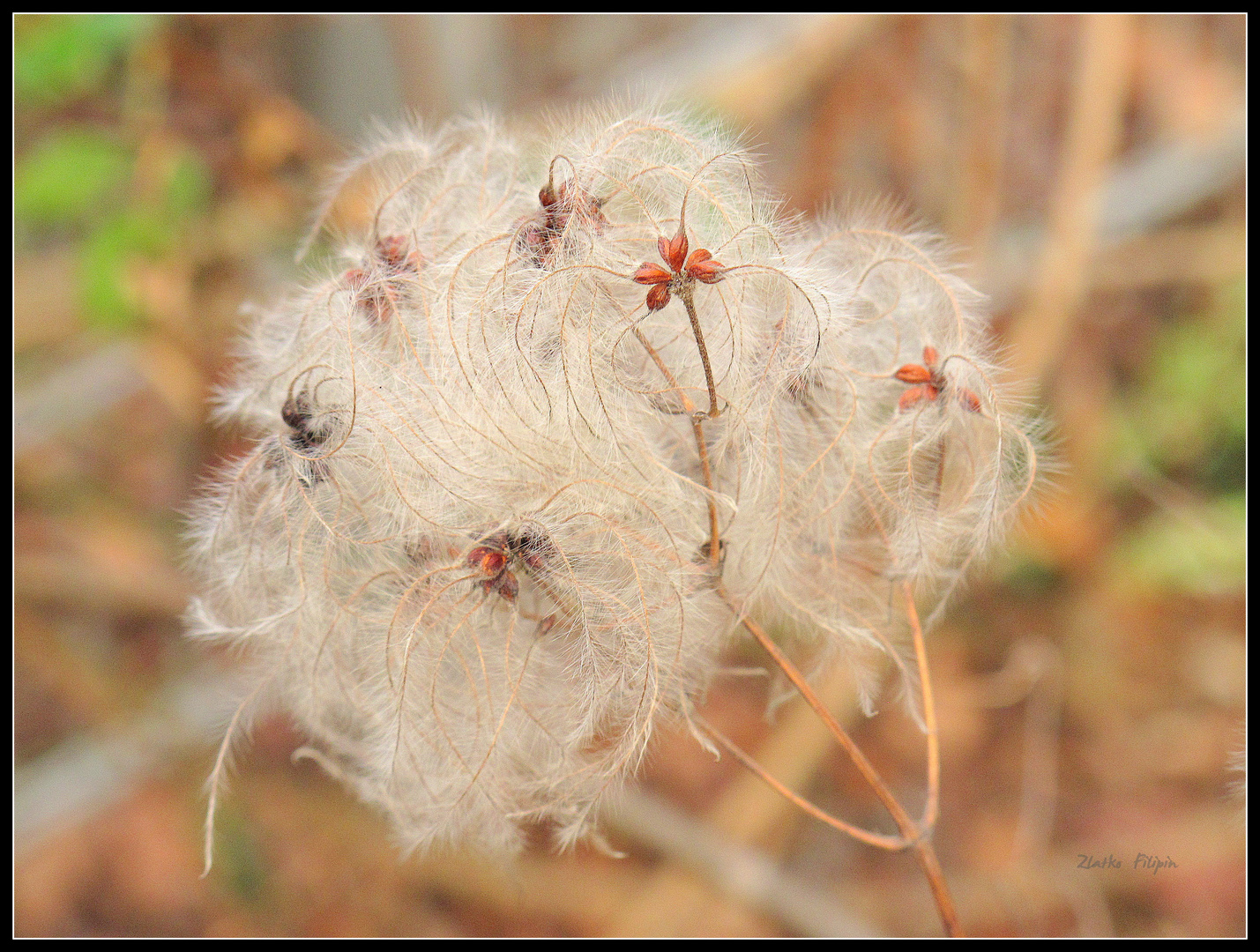 *** Naturkunst ***