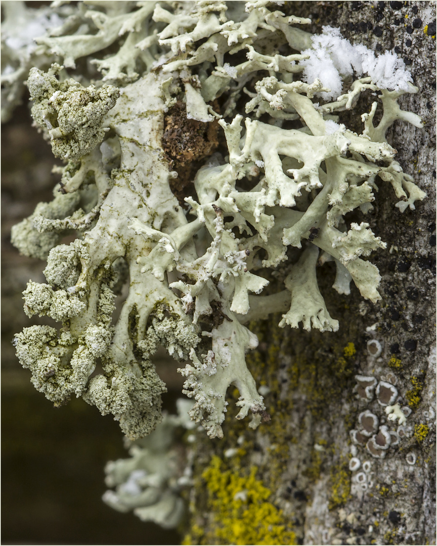 Naturkunst am Gartenzaun