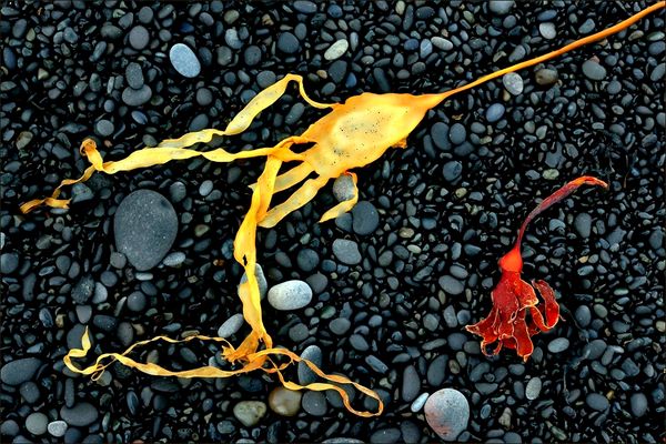 - Naturkunst am Vulkanstrand -