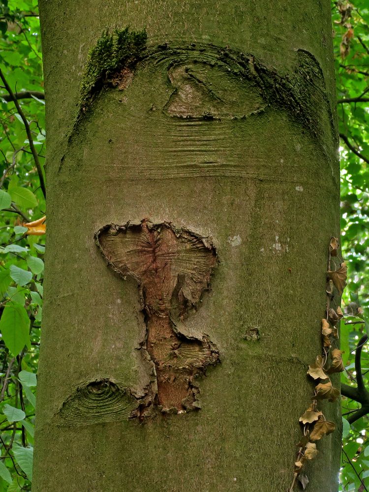 Naturkunst an einer Buche