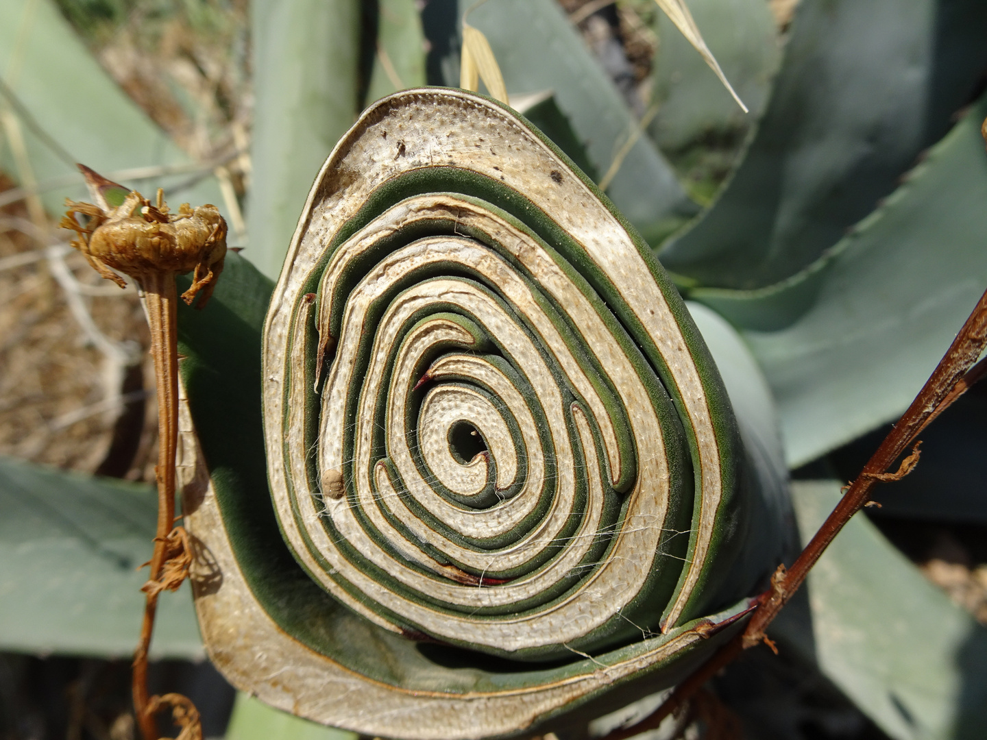Naturkunst auf Kreta Foto & Bild pflanzen, pilze & flechten, kakteen