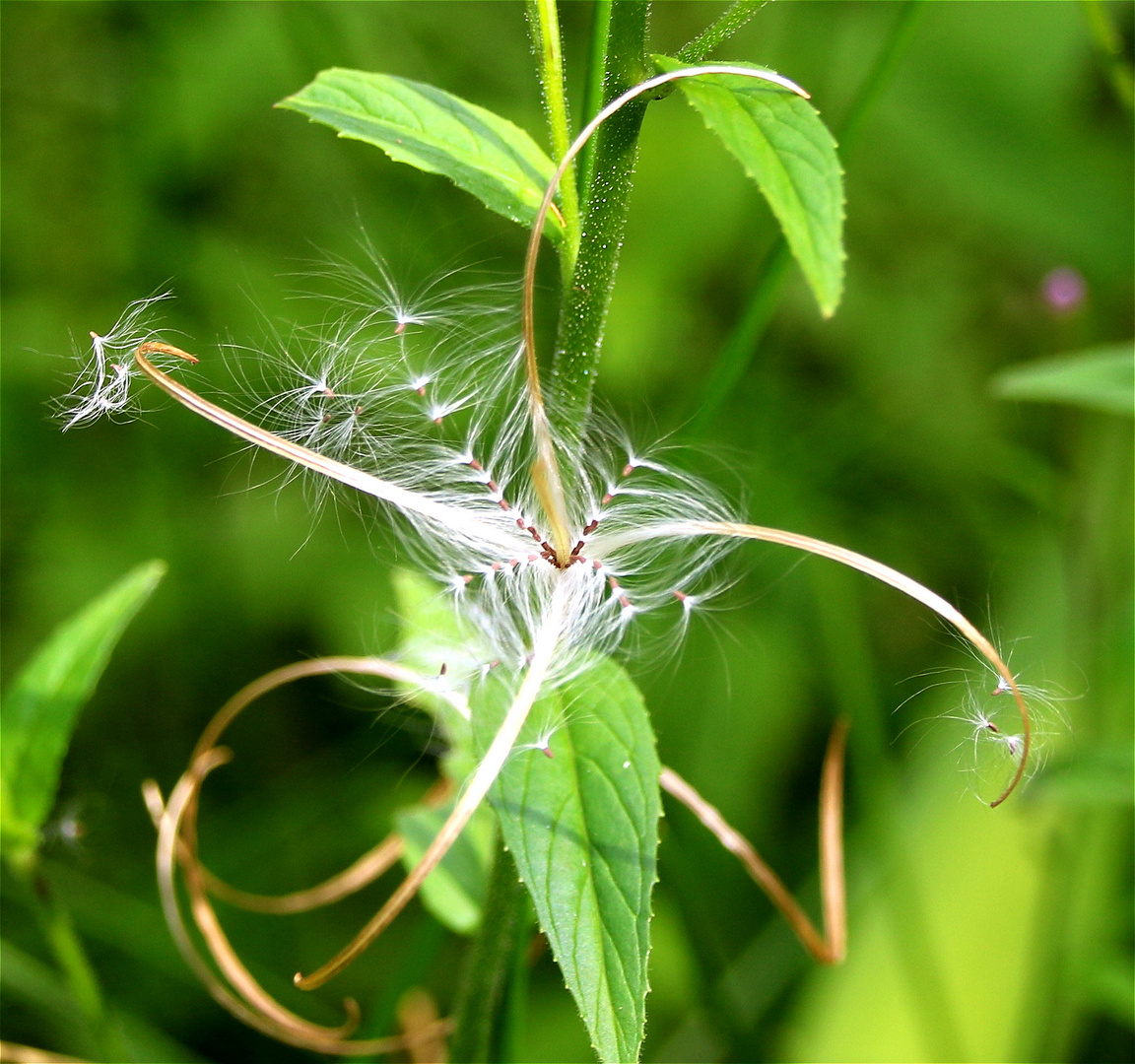 Naturkunst