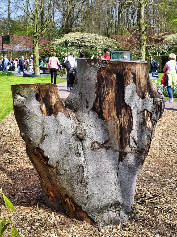 Naturkunst im Keukenhof